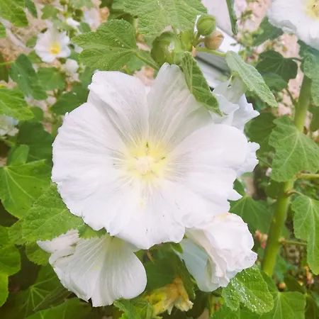 بيت للعطل Petite Maison A La Campagne Avec Exterieur *